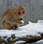 Badania prowadzono na makakach potrafiących tak jak szympansy przekazywać  i modyfikować wiedzę  o wykorzystaniu kamiennych narzędzi 