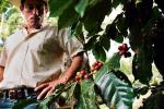 Owoce kawy na krzakach nie przypominają w niczym kawy, jaką znamy ze sklepów. Na zdjęciu: Carlos Castejon dogląda swojej plantacji