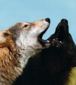 Na 14 szczeniąt z pary wilka szarego i czarnego rodzi się aż 10 czarnych wilcząt 