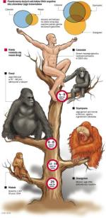 Drzewo genealogiczne człowieka. Człowiek, szympans, orangutan, goryl i makak to potomkowie jednego, dawno wymarłego hominida. Żył on ponad 25 mln lat temu. Od głównego pnia drzewa genealogicznego  pierwsze oddzieliły się makaki. Potem, 12 – 16 mln lat temu, swoją drogą poszły orangutany, a 6 – 8 mln lat temu odłączyły się goryle. Najdłużej razem trzymali się człowiek i szympans, których separacja nastąpiła 4 – 6 mln lat temu. Te podziały można śledzić, obserwując zmiany genetyczne, których ślady zachowały się w DNA małp naczelnych i człowieka do dziś.