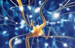 Neuron, podstawowa komórka układu nerwowego 