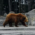Stołeczne niedźwiadki  na dobre porzuciły już swoje zimowe legowiska  i wyszy na wybieg 