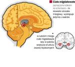 Naukowcy wiedzą już, że ta skromna część mózgu odpowiada za emocje, a także za pewne rodzaje pamięci. Ostatnio dowiedli, że jest także strukturą, z którą wiąże się pierwsze wrażenie. Niektórzy badacze sądzą, że jest również centrum przetwarzania negatywnych emocji. Odkryta na początku  XIX wieku struktura jest obecnie jedną z najbardziej interesujących badaczy części mózgu.