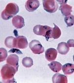 Zarodziec  (Plasmodium)  – pierwotniak wywołujący malarię. Choroba roznosi się na ludzi i zwierzęta wraz ze śliną komara