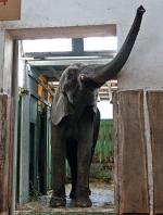 Erna będzie najstarsza w stadzie czterech stołecznych słoni 