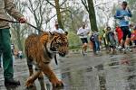 Tygrysica na niektórych biegaczy reagowała nerwowo 