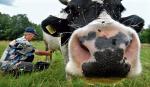 Jak sprawić, by krowa dała jeszcze więcej mleka? Genetyka może wspomóc sztukę dojenia  