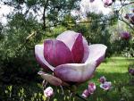 W Ogrodzie Botanicznym będzie można obejrzeć kwitnące magnolie