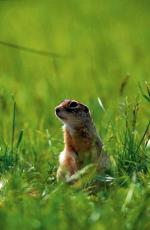 Świstak, Marmota marmota. Długość ciała 40 – 50 cm, ogona 15 – 20 cm. Waga od 3 kg  (wiosną) do 6 kg (przed snem zimowym). Chroniony.