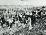 Kobiety kopią rów strzelecki na przedmieściach Leningradu, koniec października 1941 r. 