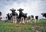 W Szwecji brzydki zapach krów wywołał poważny sąsiedzki konflikt 