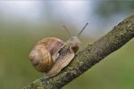 Winniczek, Helix pomatia. Szerokość muszli 40 – 55 mm, wysokość 55 – 60 mm.  Chroniony częściowo, zbiór dozwolony tylko od 1 do 31 maja i jedynie sztuk z muszlą powyżej  30 mm. Jeżeli do celów handlowych – za zgodą wojewódzkiego konserwatora przyrody