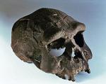  Homo erectus to jeden z przodków Homo sapiens. Potwierdziły to badania prowadzone przez Leakeyów