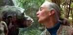  Jane Goodall dzięki Louisowi od 1966 roku prowadzi badania nad szympansami w parku narodowym Gombe w Tanzanii 