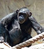 Małpa Judy nad Wisłą wychodzi  z ciężkiej depresji