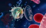 HIV wnika do ludzkiej komórki. Wkrótce we wnętrzu limfocytu rozpocznie się proces produkcji nowych wirusów