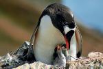 Nigel Marven  w krainie pingwinów