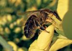 Użądlenia pszczół wywołują zwykle reakcje miejscowe – obrzęk, zaczerwienienie, ból.  Czasem jednak mogą prowadzić do wstrząsu anafilaktycznego