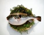 Ryba fugu uchodzi w Japonii  za kulinarny rarytas