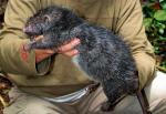 Szczur gigant waży 1,5 kilograma i ma 80 cm od czubka nosa do końca ogona