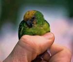 Minipapuga jest tylko odrobinę dłuższa niż kciuk mężczyzny
