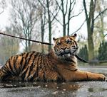 Tygrysica sumatrzańska Zoja przez ostatni rok była żywą maskotką warszawskiego ogrodu