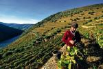 Tarasy winnic nad rzeką Douro w Portugalii to jeden z najpiękniejszych regionów winnych w Europie