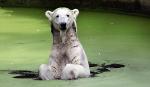 Niedźwiedź polarny jest zagrożony ociepleniem klimatu. Na wolności żyje ich jedynie ok. 25 tys.