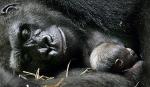 Zachodni goryl nizinny zamieszkuje gęste lasy Afryki. Ginie, gdy są gwałtownie wycinane