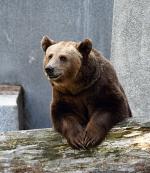 Opiekunowie podkreślają, że Grześ-Paddington jest niezwykle przyjaznym niedźwiedziem 