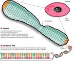 Cały genom jest zapisany w mających postać nici cząsteczkach DNA. Są one mocno zwinięte, tworząc chromosomy. Telomery chronią nici DNA przed uszkodzeniem i pozwalają na bezpieczne ich powielanie – ustalili laureaci tegorocznej Nagrody Nobla w dziedzinie medycyny lub fizjologii. Enzym o nazwie telomeraza umożliwia budowanie telomerów. 