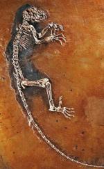 Szkielet Idy, ssaka naczelnego, przetrwał nietknięty miliony lat