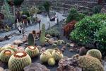Ogród kaktusowy zachwyca mnogością kształtów kłujących roślin