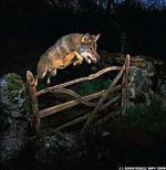 Wilk podczas polowania