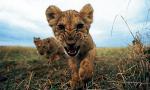 Lwy mogły polować  na ludzi,   ponieważ  z powodu suszy brakowało zwierzyny