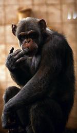 Szympansy  różni od ludzi zaledwie  1,24 proc. DNA 