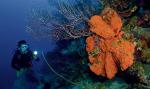 Rafy koralowe mają znaczenie nie tylko dla ekologii, ale także dla ewolucji
