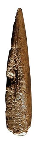 Kościane igły i ościenie znalezione w La Madeleine we Francji, od którego wzięła nazwę paleolityczna kultura magdaleńska