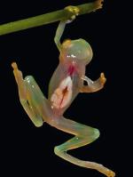Przezroczysta żaba z Ekwadoru