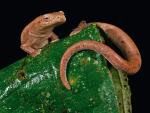 Salamandra bezpłucna – jeden z trzech nowoodkrytych gatunków