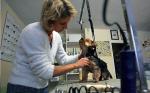 Monika Kruszewska w swoim salonie uczy psich fryzjerów