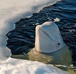 Jeżeli w Arktyce zabraknie planktonu, wieloryby nie przetrwają