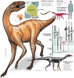Wszystkożerny lub roślinożerny Asilisaurus kongwe jest jedynym bliskim kuzynem dinozaurów z okresu triasu, który został odkryty w Afryce. Pod względem ewolucyjnym bliżej mu do ptaków niż krokodyli. Odkopane na terenie Tanzanii jego szczątki – należące do 14 osobników w różnym wieku – zostały uznane przez ten kraj za dziedzictwo narodowe. Dlatego będą przechowywane w tamtejszym Muzeum  Narodowym w Dar es Salaam. 