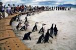 Pingwiny  spod Góry Stołowej
