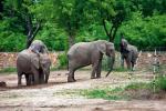 U nas słonie mieszkają w zoo i nie mają swojego miejsca w legendach.  W sobotę dzieci dowiedzą się, jak ważne są w kulturze afrykańskiej