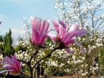 Święto magnolii