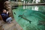 Rekiny i hipopotamy żyją teraz w jednym pawilonie, ale osobno 