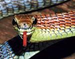 Kolorowy wąż z Borneo 