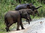 Słonie z Borneo