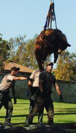 Akcję ratunkową niedźwiedzicy szeroko opisywały amerykańskie media 